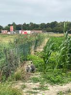 Parelhoenders, Dieren en Toebehoren, Meerdere dieren, Overige soorten