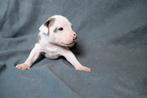 Pitbull x cane corso x olde english bulldog puppies, Dieren en Toebehoren, Rabiës (hondsdolheid), 8 tot 15 weken, Bulldog, Meerdere
