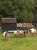 Kerry hill schaap, Vrouwelijk, Schaap