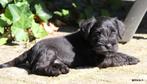 Zwarte dwergschnauzerpups met stamboom (1 reutje), Dieren en Toebehoren, Particulier, Rabiës (hondsdolheid), Meerdere, 8 tot 15 weken