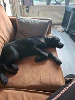 Labrador reutje 16 weken, Parvo, 15 weken tot 1 jaar, Eén hond, Nederland