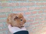 Jonge borstel cavia, Dieren en Toebehoren, Knaagdieren, November, Mannelijk, Cavia
