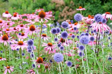 Vaste planten – tuinplanten   beschikbaar voor biedingen