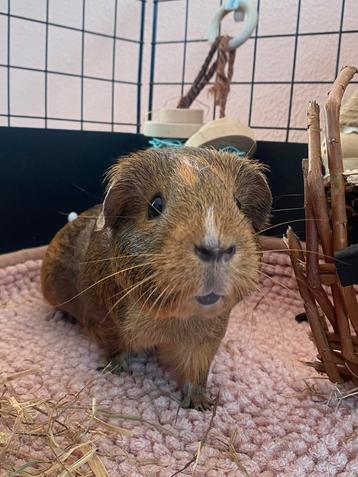 Vakantieopvang Cavia’s en Knaagdieren beschikbaar voor biedingen