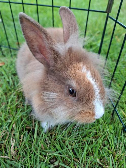 Lief jong leeuwenkop konijntje (mannetje), Dieren en Toebehoren, Konijnen, Klein, Mannelijk, 0 tot 2 jaar