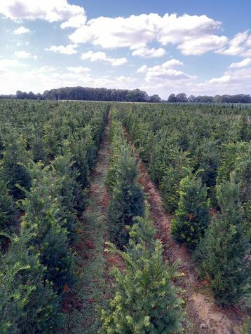 Taxus baccata te koop beschikbaar voor biedingen