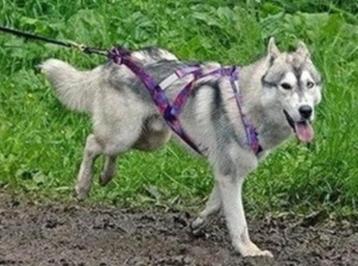 Slede hond harnas x-back beschikbaar voor biedingen