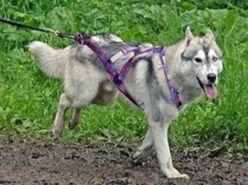 Slede hond harnas x-back, Dieren en Toebehoren, Hondenhalsbanden en Penningen, Gebruikt, Ophalen of Verzenden