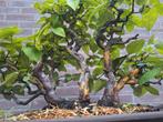Bonsai Japanse Kweepeer, Ophalen