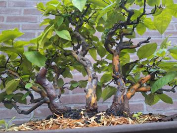 Bonsai Japanse Kweepeer beschikbaar voor biedingen