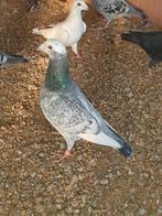 Kleurpostduif, Dieren en Toebehoren, Vogels | Duiven, Mannelijk, Kropper