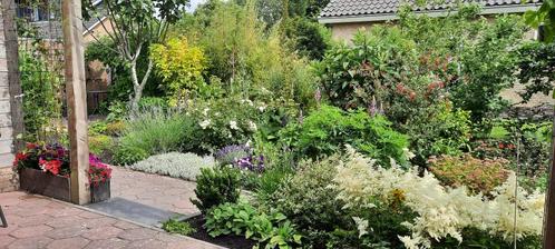 Tuinplanten, Tuin en Terras, Planten | Tuinplanten, Overige soorten, Ophalen
