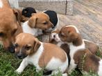 Laagbenige Jack russel pups, Dieren en Toebehoren, Honden | Jack Russells en Terriërs, België, Particulier, Jack Russell Terriër