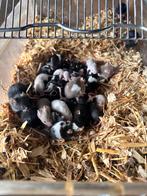 Kleurmuizen, Dieren en Toebehoren, Oktober, Meerdere dieren, Muis