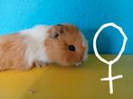 lieve handtamme babycavia's, Dieren en Toebehoren, Knaagdieren, September, Meerdere dieren, Cavia