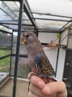 Wildkleur bourke pop, Dieren en Toebehoren, Vogels | Parkieten en Papegaaien, Vrouwelijk, Parkiet