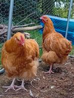 Orpington Buff groot hanen, Dieren en Toebehoren, Pluimvee, Mannelijk, Kip