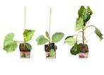 Moestuinplantjes en perkgoed, Tuin en Terras, Volle zon, Eenjarig, Zomer, Ophalen