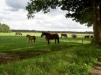 Weide gezocht, Dieren en Toebehoren, Stalling en Weidegang, Weidegang, 2 of 3 paarden of pony's
