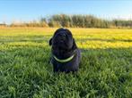 Prachtige Herder x Labrador pups, Dieren en Toebehoren, Honden | Herdershonden en Veedrijvers, Rabiës (hondsdolheid), 8 tot 15 weken