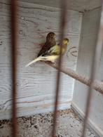 Te koop 2 mannetjes kanaries, Dieren en Toebehoren, Vogels | Kanaries, Mannelijk, Kleurkanarie