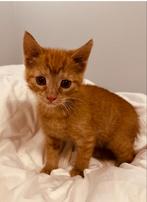 Kittens kruising oosterse korthaar, Dieren en Toebehoren, Meerdere dieren, Kortharig, 0 tot 2 jaar