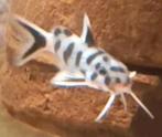 Synodontis poli white Zambia 3.5cm Tanganyika Cichliden, Vis