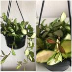 Hoya ‘Heuschkeliana ‘variegata, inclusief hangpot., Huis en Inrichting, Kamerplanten, Overige soorten, Minder dan 100 cm, Ophalen of Verzenden