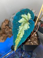 Begonia sp Tenuifolia, Huis en Inrichting, Kamerplanten, Overige soorten, In pot, Minder dan 100 cm, Bloeiende kamerplant