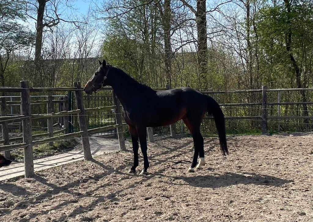 Bloedmooie mooie 3 jarige Dallas x Failase de Muze, Dieren en Toebehoren, Paarden, Springpaard, Met stamboom, Hengst, 3 tot 6 jaar