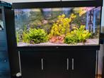 Aquarium met toebehoren en vissen, Ophalen, Gebruikt, Gevuld zoetwateraquarium