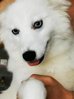 Pomsky keer husky, 1 tot 2 jaar, Teef, Poolhond, Parvo