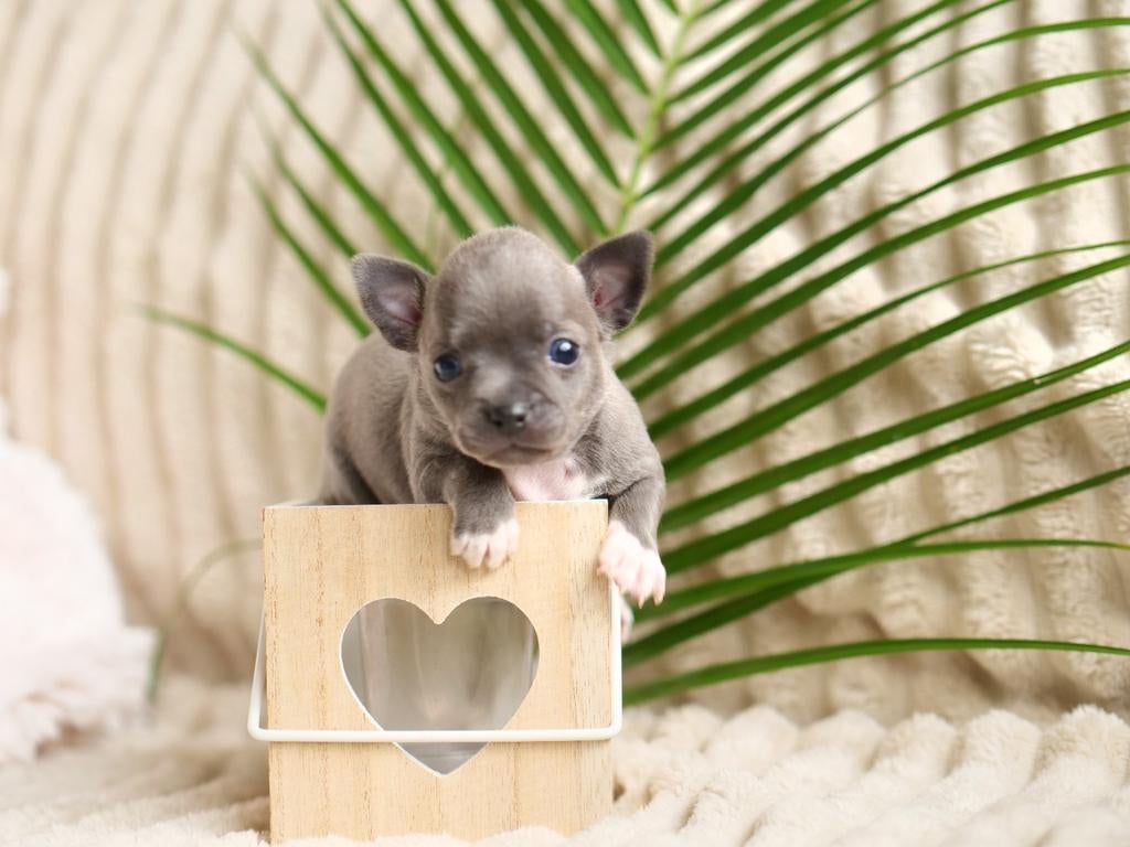 🩵 Prachtig T-cup chihuahua pup puppy mag nestje verlaten 🩵, Dieren en Toebehoren, Honden | Chihuahua's en Gezelschapshonden