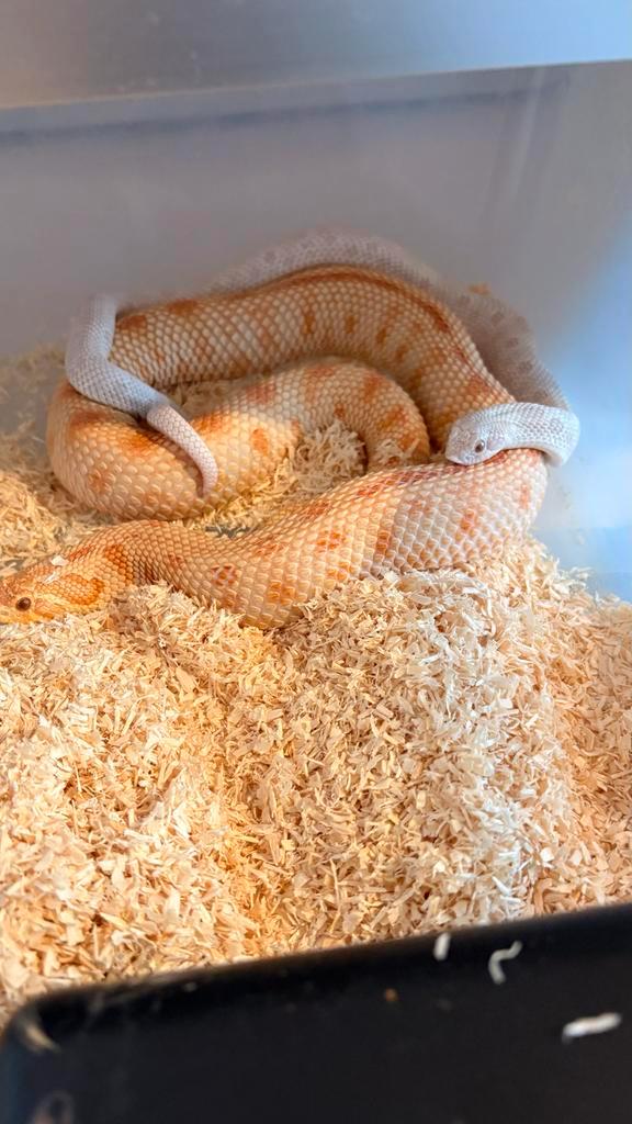Haakneus kweekkoppel Snow/Yeti Hognose Snake - male for sale from canyonscales
