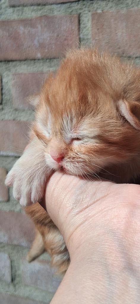 Maine coon kittens., Dieren en Toebehoren, Meerdere dieren, Ontwormd, 0 tot 2 jaar