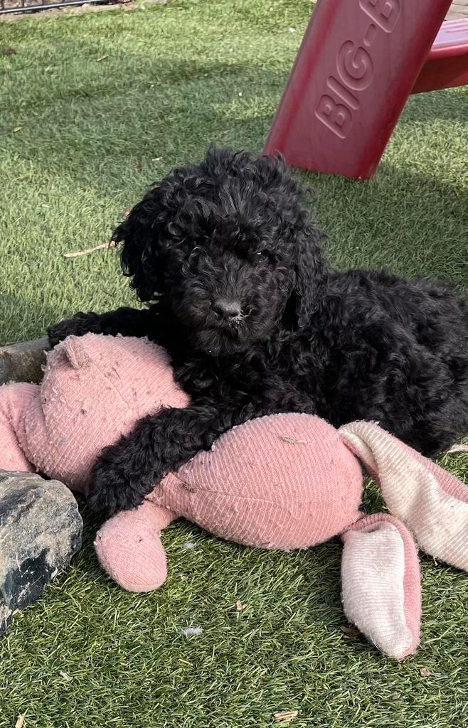 Prachtige Zwarte Labradoodle Pups Australian, Dieren en Toebehoren, Honden | Retrievers, Spaniëls en Waterhonden, Meerdere dieren