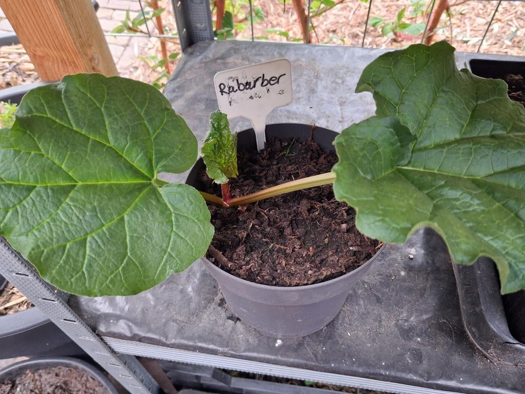 Rabarber, Ophalen, Volle zon, Groenteplanten, Eenjarig