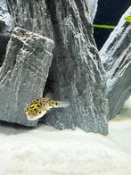 3x dwerg kogelvissen, Vis, Zoetwatervis, Schoolvis