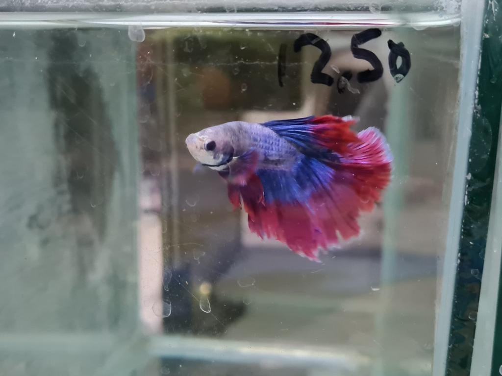 Betta splendens super delta kempvis man