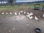 Te koop broedeieren witte / bonte leghoorn, Dieren en Toebehoren, Geslacht onbekend, Kip