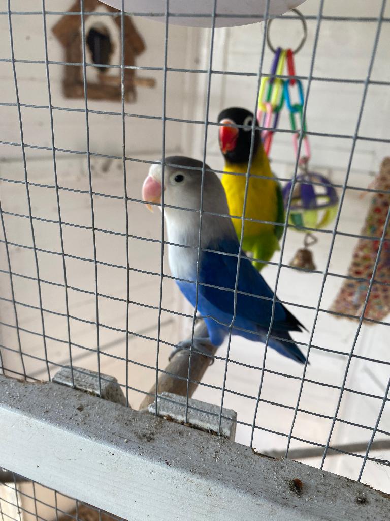 Gezocht agapornis koppel, Meerdere dieren, Dwergpapegaai of Agapornis