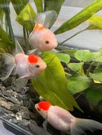 Mooi grote 3 leeuwenkop en 1 mooi grote sluierstaart vissen, Vis, Zoetwatervis