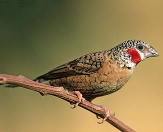 Tropische vogels | Veel keuze | Passend advies, Dieren en Toebehoren, Meerdere dieren