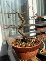 Japanse Esdoorn - Deshojo, Ophalen, Bloeit niet, Halfschaduw, Overige soorten