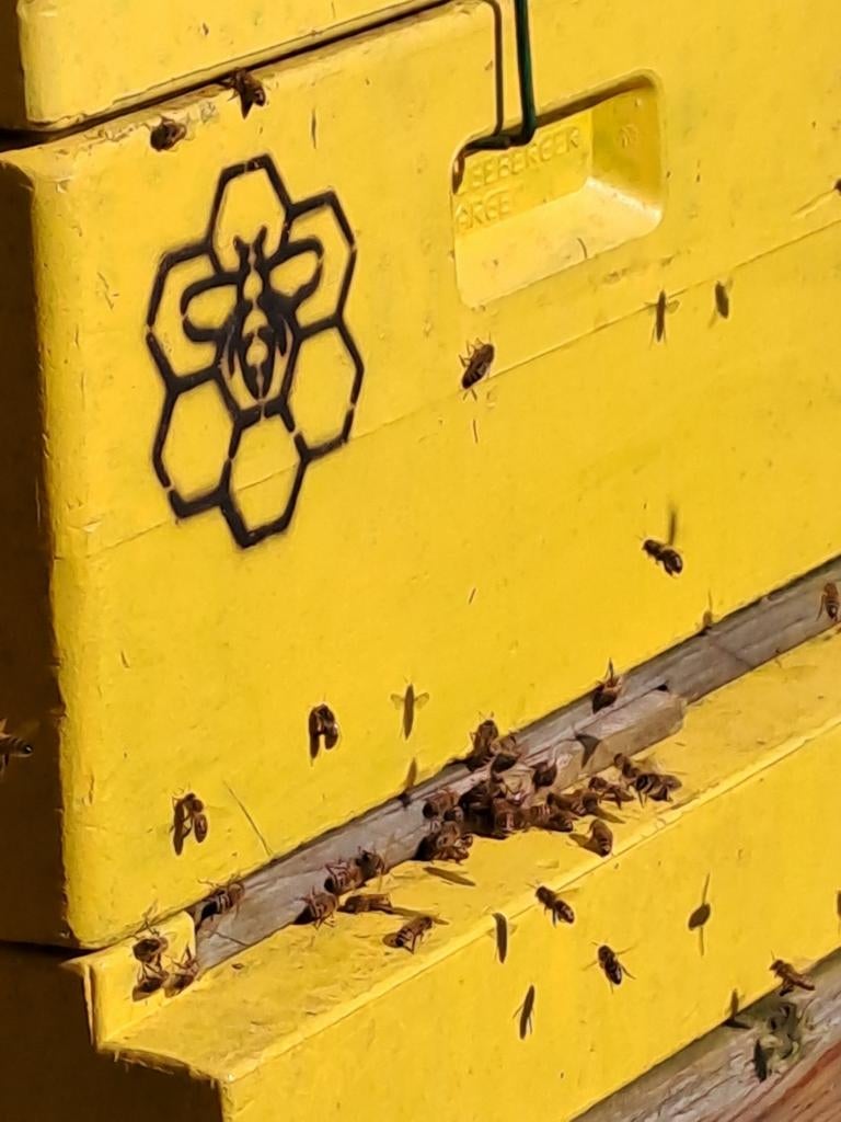 Flink bijenvolk te koop, Dieren en Toebehoren, Bijen