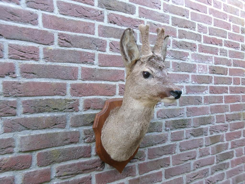 Prachtig opgezet herten /reebok kopje met nieuw gewei, Ophalen of Verzenden, Zo goed als nieuw, Hert, Opgezet dier