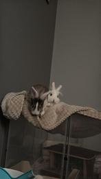 Kleine konijntjes van 29 dec 2025, Meerdere dieren, Middelgroot, 0 tot 2 jaar