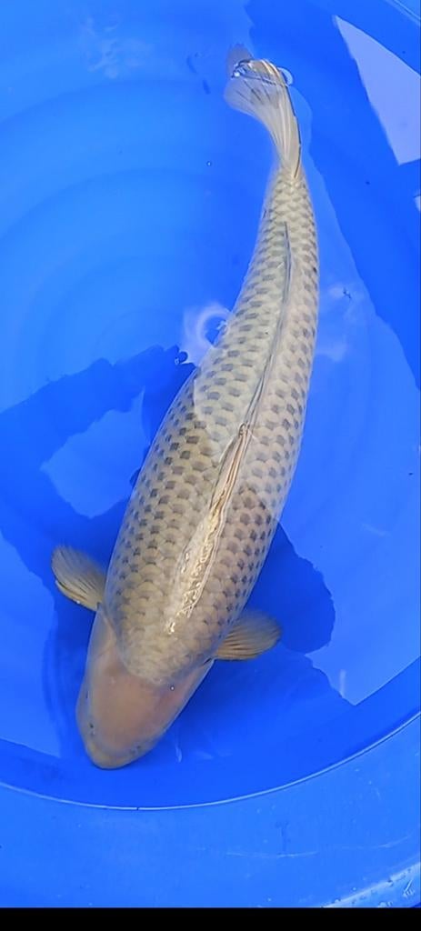 Chagoi, Karper of Koi