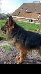 Prachtige langharige Duitse herder puppy’s met rechte rug, 8 tot 15 weken, Parvo, Meerdere, Meerdere dieren