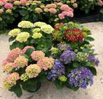 PAASACTIE | Grote hortensia's vanaf € 8,50 |, Tuin en Terras, Planten | Tuinplanten, Ophalen, Vaste plant, Overige soorten, Halfschaduw